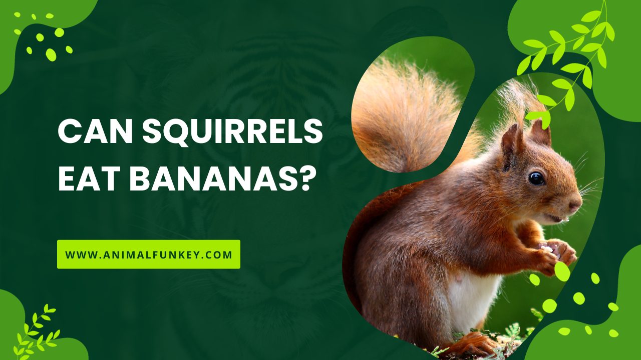 Can Squirrels Eat Bananas