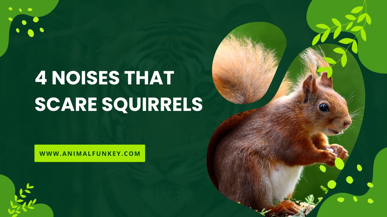 4 Noises That Scare Squirrels