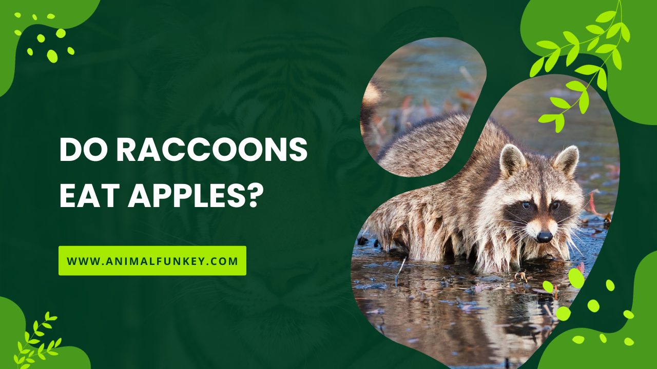 Do Raccoons Eat Apples