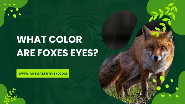 What Color are Foxes Eyes? Unveiling the Enigmatic Gaze