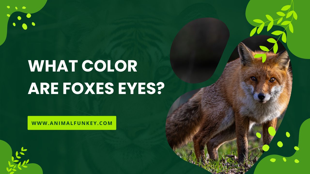 What Color are Foxes Eyes
