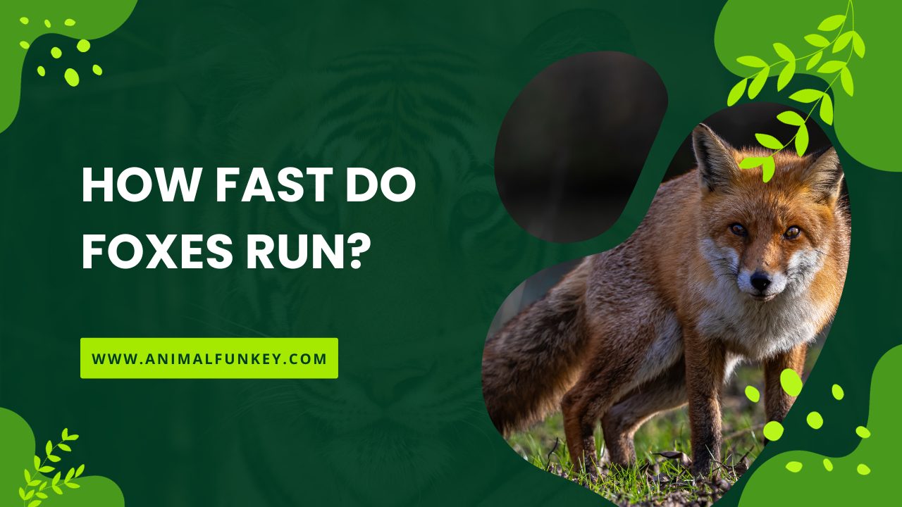 How Fast do Foxes Run