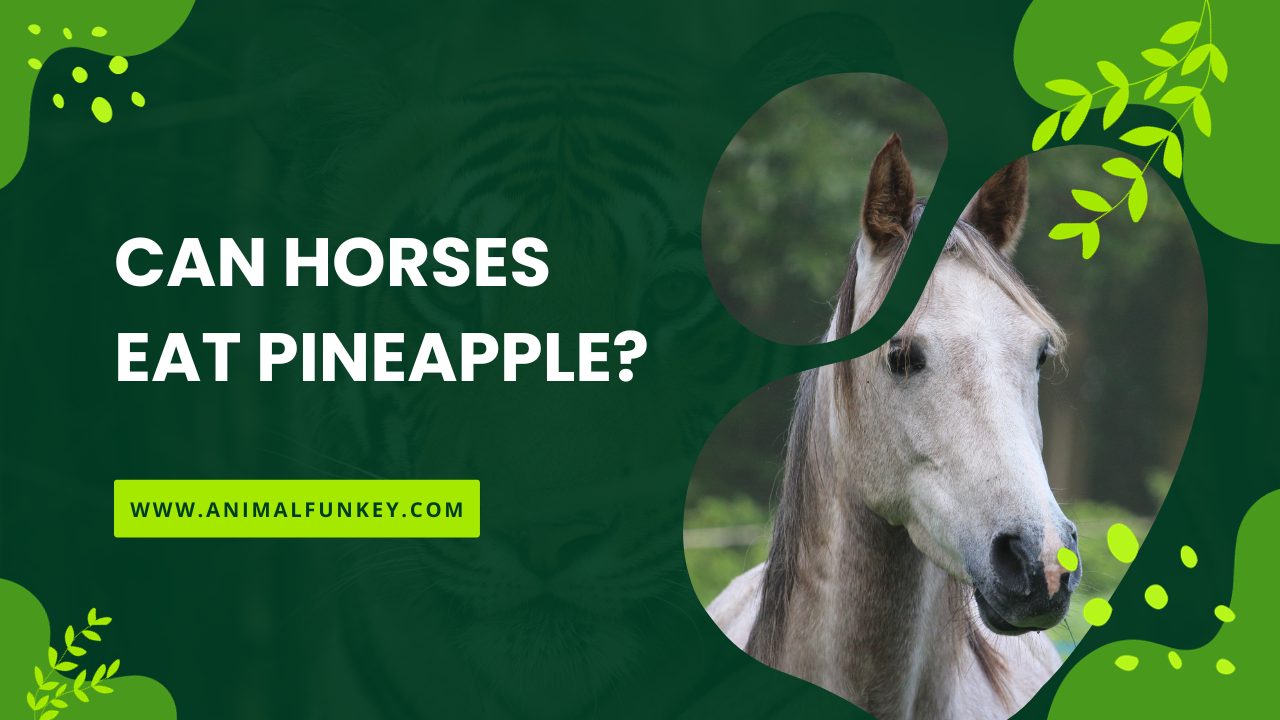 Can Horses Eat Pineapple