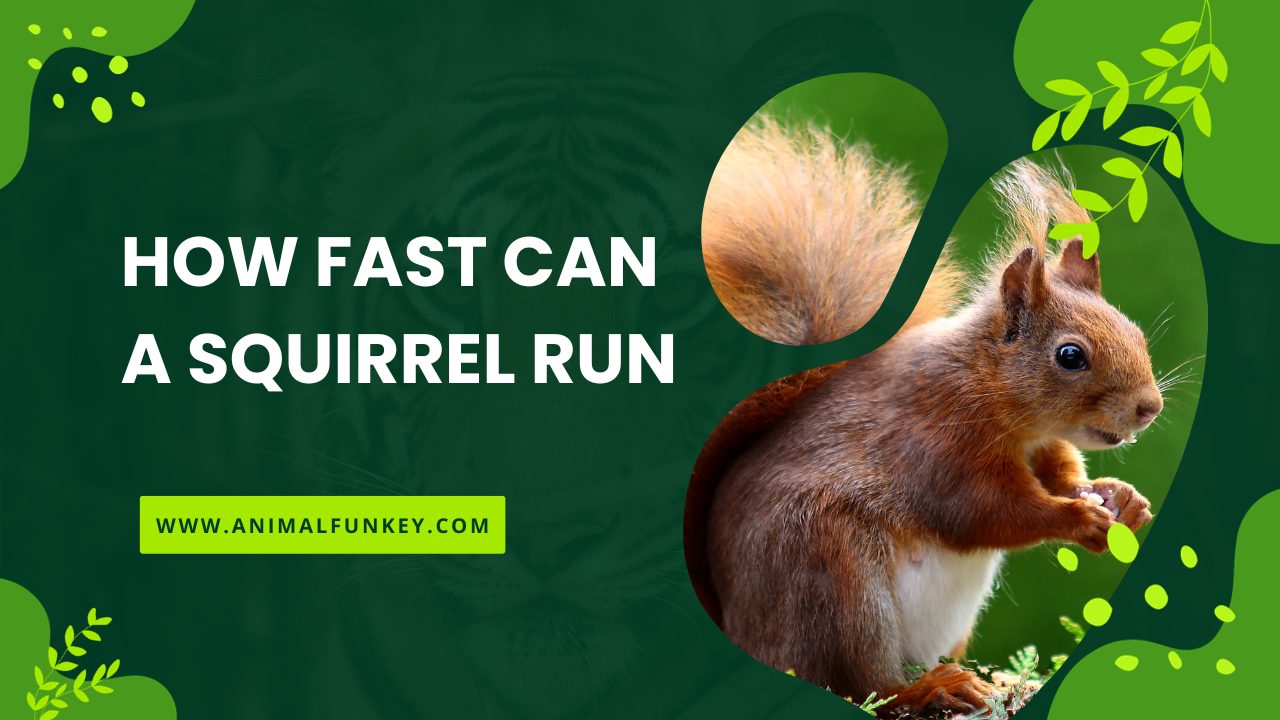 How Fast Can a Squirrel Run