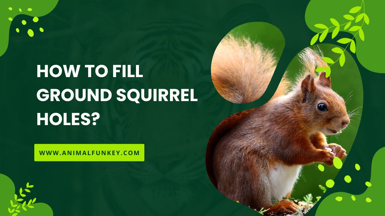 How To Fill Ground Squirrel Holes