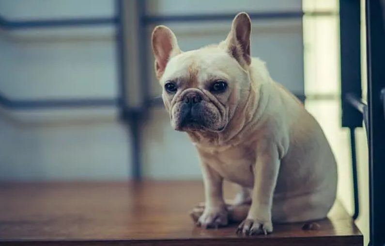 Factors Affecting French Bulldog Prices