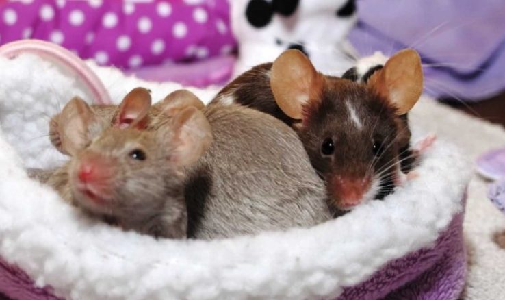 Understanding the Effects of Rats on Your Furry Companions