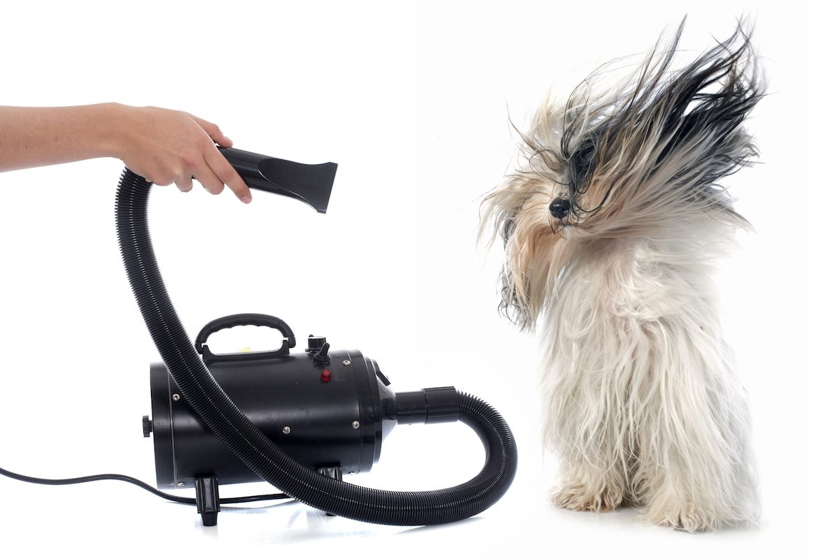 Top 10 Dog Grooming Dryers for Quick Drying at Home