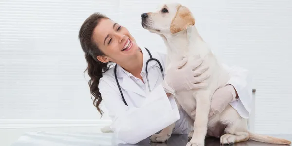 Westlake Vet Clinic vs. Other Local Options How to Find the Right Fit